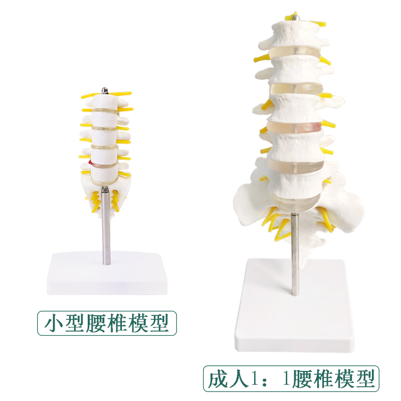 自然大五b节腰椎带尾椎模型成人腰椎带尾骨颈椎骨骼腰椎间盘演示 - 图1