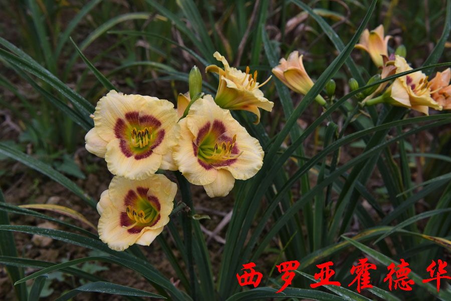 进口大花萱草集合 大花耐寒耐热多年生宿根花园盆栽植物花卉花苗 - 图0