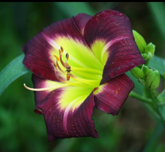 进口大花萱草集合 大花耐寒耐热多年生宿根花园盆栽植物花卉花苗 - 图1