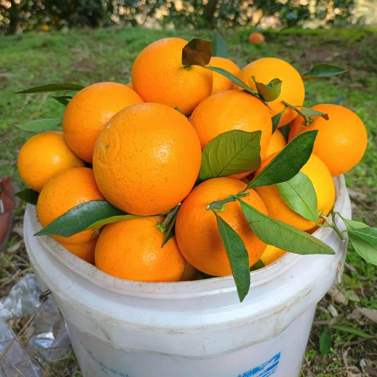 香甜爆汁正宗麻阳冰糖橙直播秒杀新鲜水果橙子整箱福利秒杀,淘宝优惠券,粉丝福利购,淘宝优惠卷