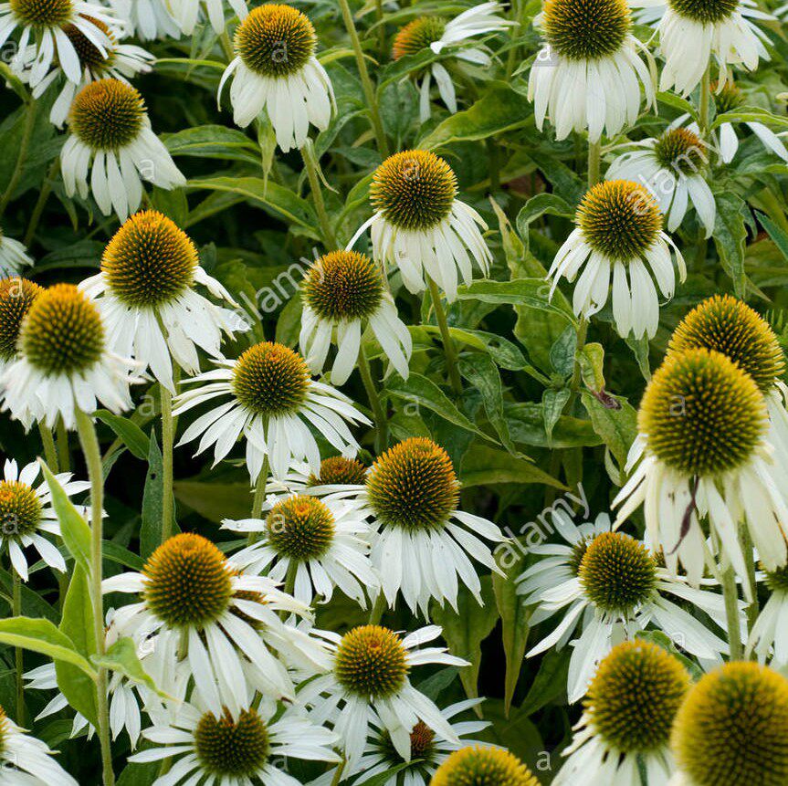 谢谢小花白花松果菊盛世宿根多年生花卉盆栽耐热耐寒花园植物 领优惠券 购物更便宜 发现时尚
