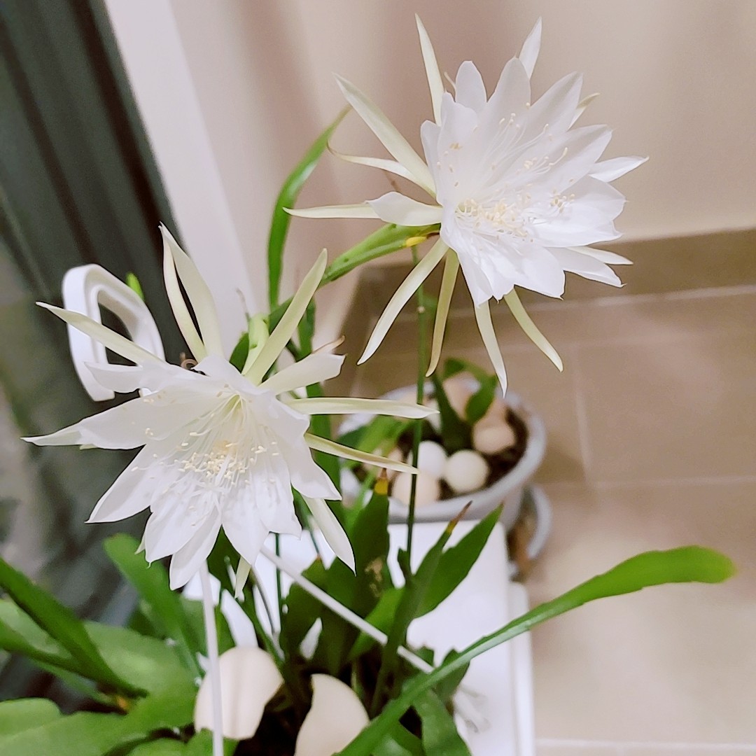 谢谢小花小叶昙花姬月下美人耐热耐寒仙人掌盆栽植物丰花食用 谢谢小花 淘优券