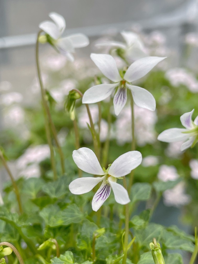 谢谢小花姬堇菜八重山屋久岛日本迷你微型堇菜山野草盆栽植物-图0