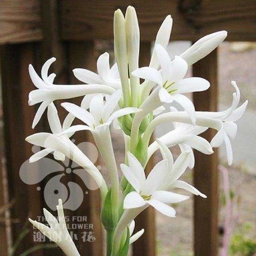 谢谢小花晚香玉白花单瓣夜来香多年生浓香宿根球根盆栽花卉植物 谢谢小花 淘优券
