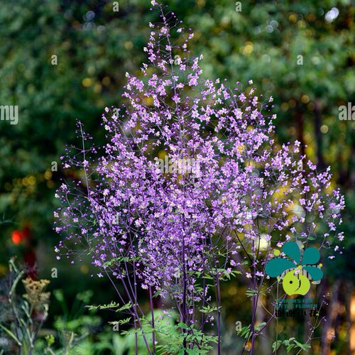 谢谢小花 重瓣偏翅唐松草 白花紫花单瓣耐阴裸根宿根花卉盆栽植物 - 图3