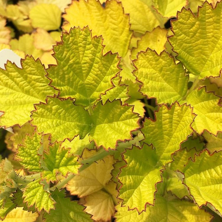 谢谢小花 金叶悬钩子 金叶茅莓常绿树莓浆果观叶观果耐寒盆栽植物 - 图0