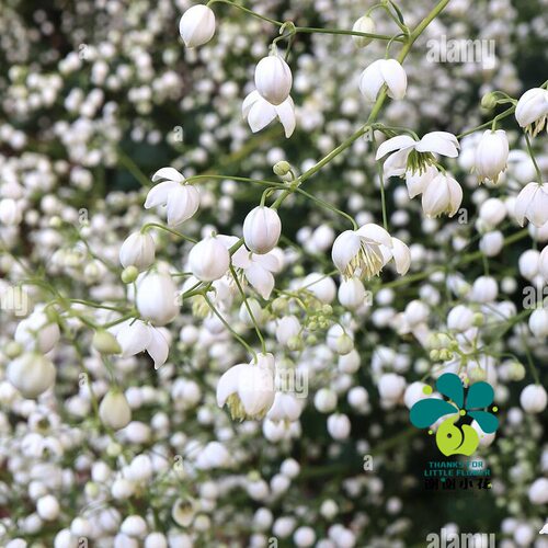 谢谢小花 重瓣偏翅唐松草 白花紫花单瓣耐阴裸根宿根花卉盆栽植物 - 图1