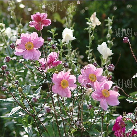 谢谢小花 野棉花 小夜曲 银莲花 秋牡丹 多年生耐寒耐阴花卉植物 - 图0