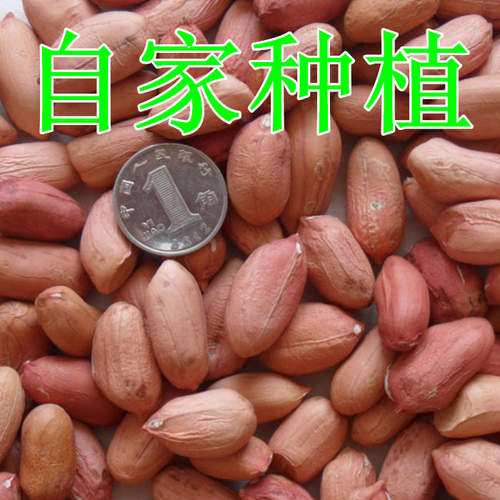 新货2025年山东特大粒花生米农家新鲜生花生威海特产榨油商用批发 - 图0