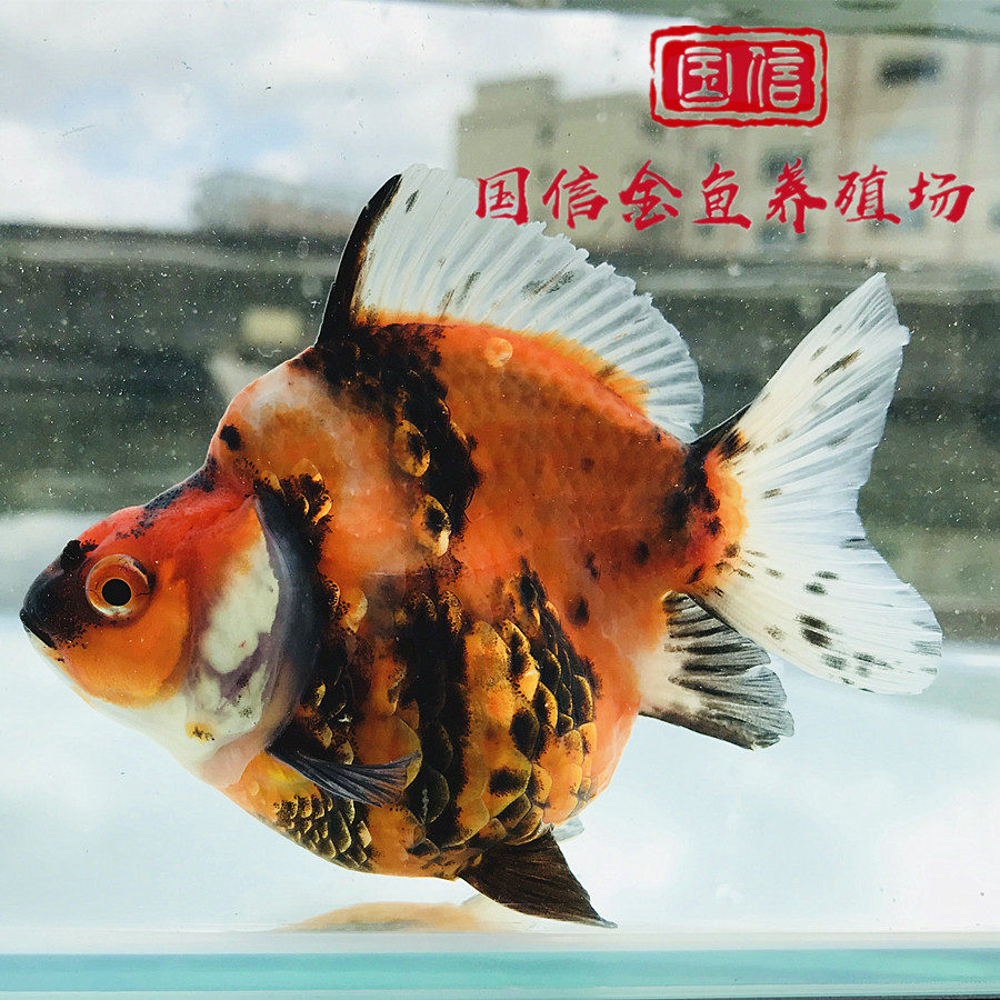 精品胖肚子短尾高背鎏金鱼全红白花色金元宝易活耐养冷淡水观赏鱼_虎窝淘