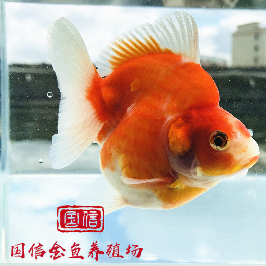 精品胖肚子短尾高背鎏金鱼全红白花色金元宝易活耐养冷淡水观赏鱼_虎窝淘