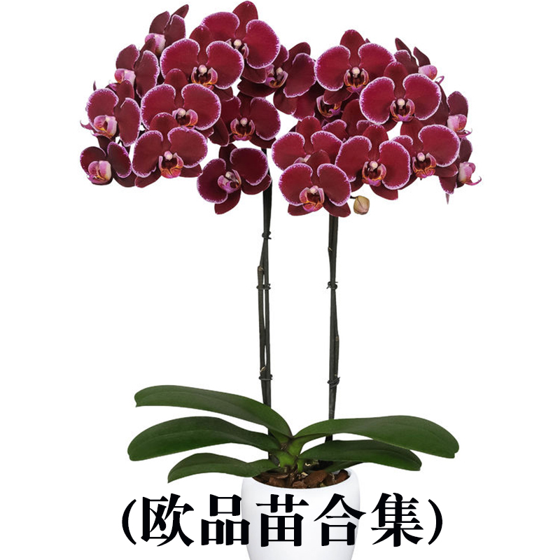 【新品抽梗苗】蝴蝶兰苗正宗对版洋兰花苗绿植盆栽室内办公桌花卉-图0