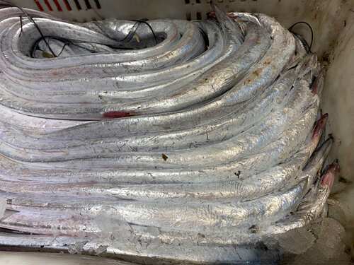 威海海鲜威海本地小黑眼新鲜带鱼整条非南方货网捕带鱼渤海湾海鱼 - 图3