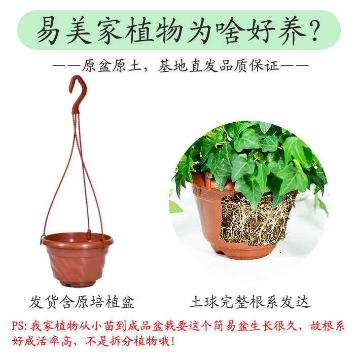 常春藤吊盆盆栽绿植花叶长青藤吊兰植物室内阳台庭院盆栽除甲醛-图1