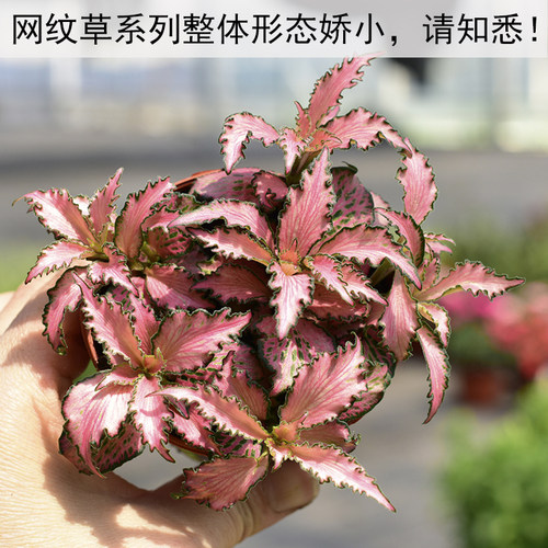 网纹草罗汉松小盆栽组盆微景观生态瓶造景雨l林缸彩叶迷你植物 - 图0