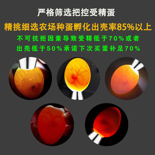 鹌鹑蛋受精蛋 鹌鹑蛋可孵化 非鹌鹑活体宠物受精卵蛋启蒙教学 - 图0
