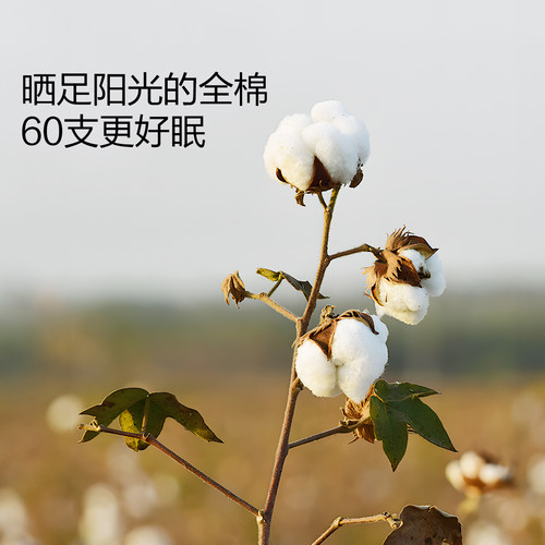 水星家纺60支长绒棉床笠母婴A类水洗棉床罩纯棉床单单件床上用品 - 图1