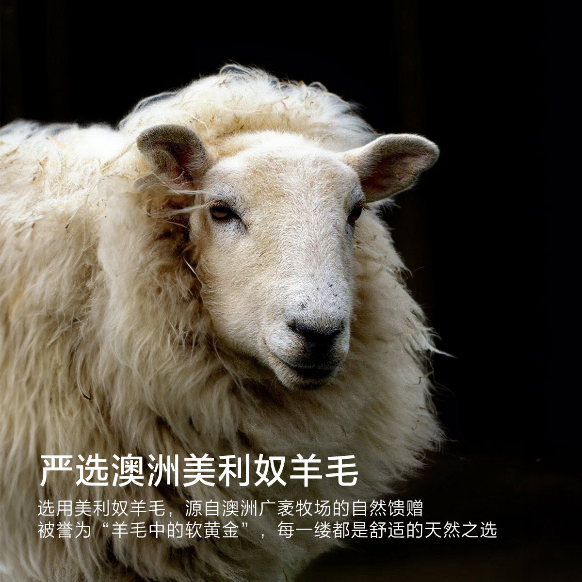 水星家纺澳洲美利奴羊毛被冬被100支长绒棉A类抑菌提花高端送礼,淘宝优惠券,粉丝福利购,淘宝优惠卷