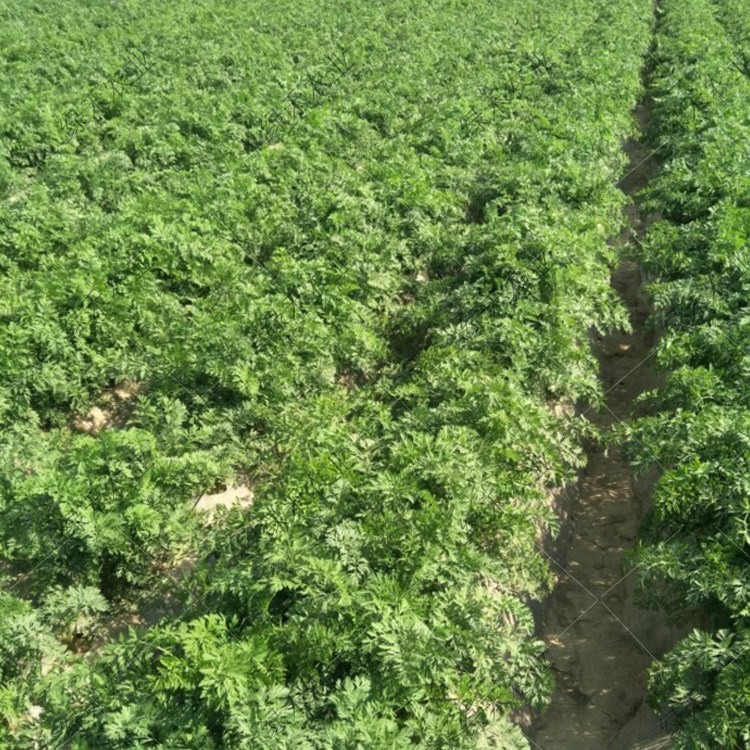 春秋播艳紫水果胡萝卜种子紫鸢紫特种黑萝卜特菜籽紫人参蔬菜大全 - 图1