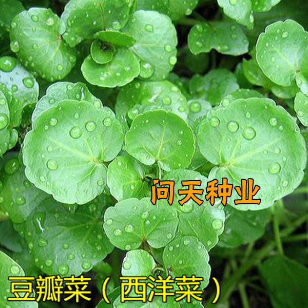 【西洋菜种子】豆瓣菜种子 被称为超及蔬菜种子  野菜种子 四季播