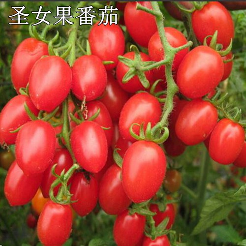 草莓番茄苗大小水果西红柿苗子黄小番茄四季阳台盆栽蔬菜苗 - 图3