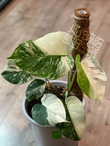 拼接棕榈柱｜攀爬植物必用 天南星科绿萝 绿萝柱 植物支撑 攀爬柱 - 图2