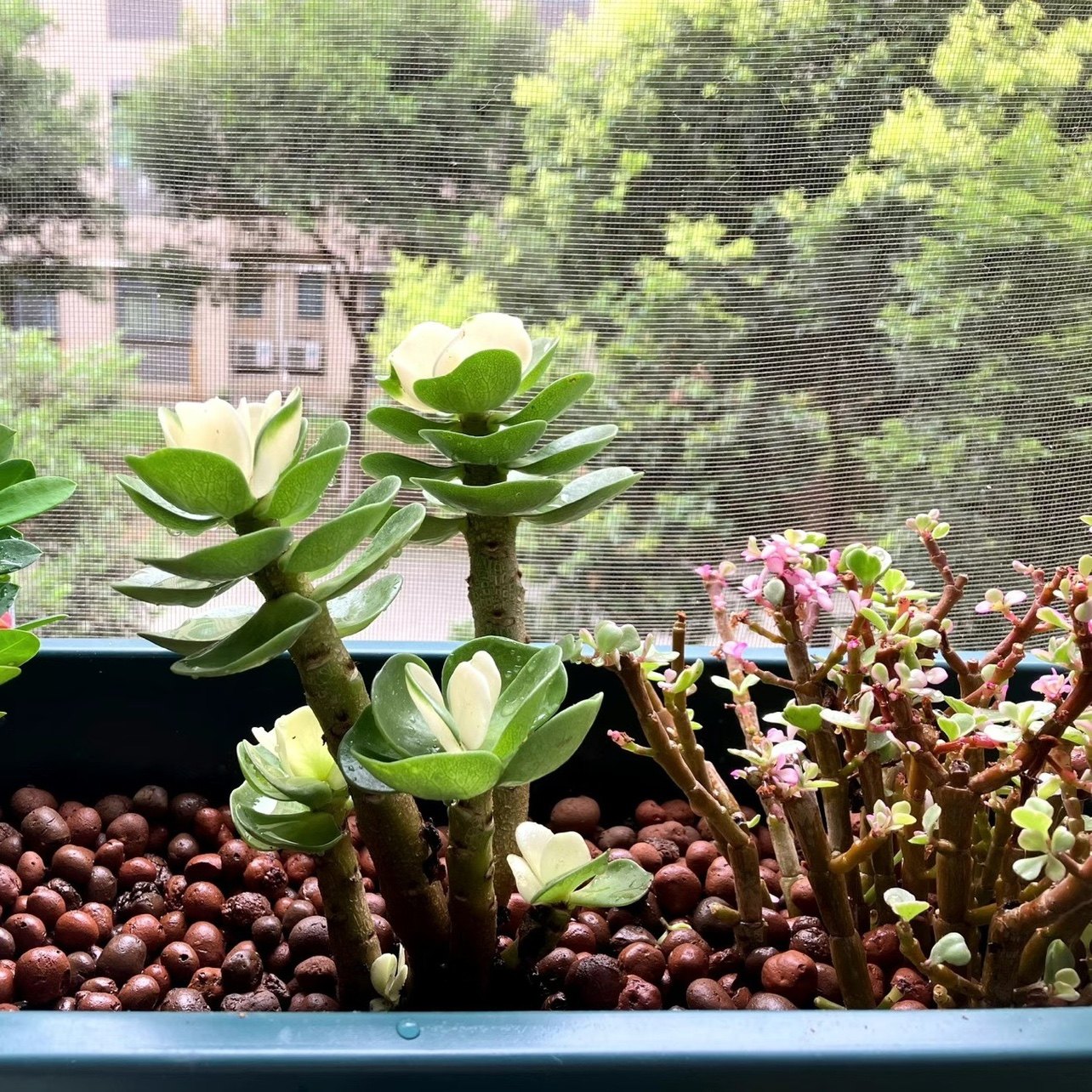 栽培基质铺面石垫底种花园艺绿化多肉陶粒发财树空心蜂窝陶粒拌土,淘宝优惠券,粉丝福利购,淘宝优惠卷