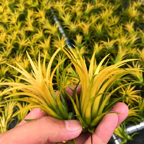 空气凤梨植物无土懒人花卉空气草盆栽室内外净化空气桌面摆件绿植 - 图1