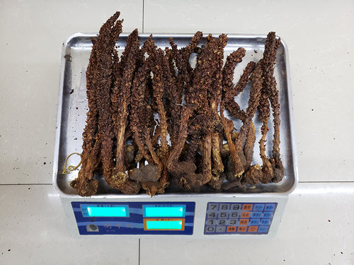 长白山野生不老草苁蓉泡酒料煲汤料列当泡茶回春草50克包邮 - 图3
