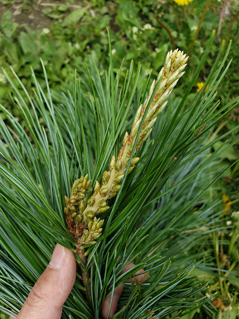 长白山野生松针 新鲜松枝 五针松 红松枝整枝松针 松叶500g - 图1