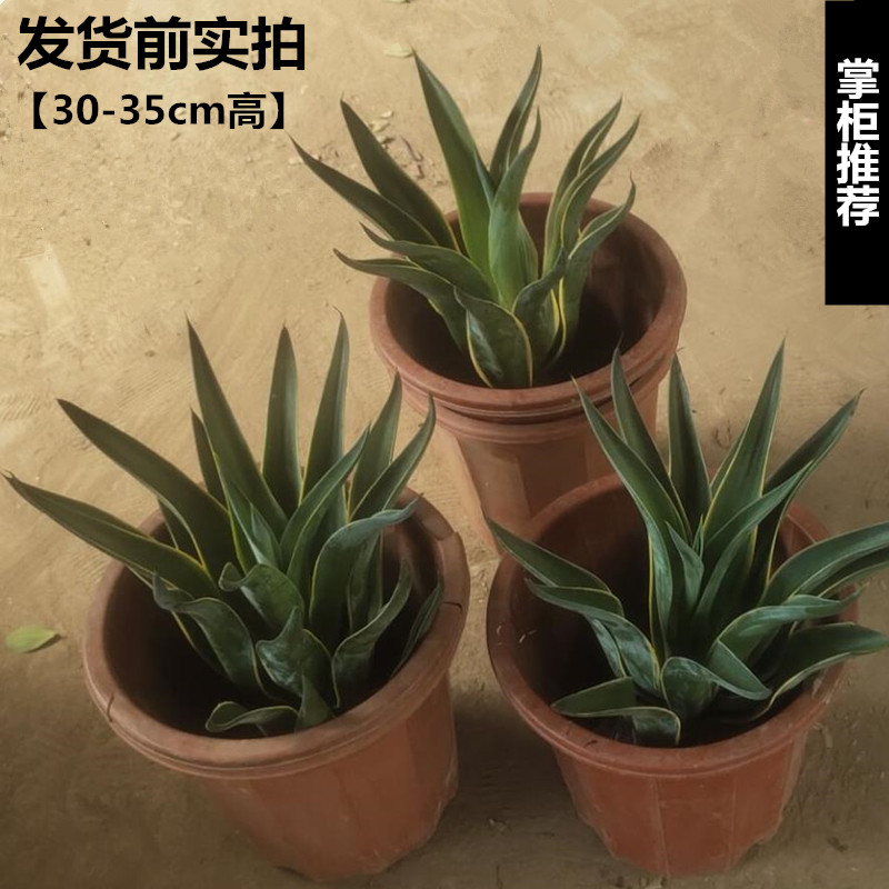 龙舌兰盆栽室内大株多肉植物大颗老桩巨型稀有品种盆景树苗好养活,淘宝优惠券,粉丝福利购,淘宝优惠卷