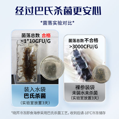 【温补九九81天】晓芹海参81只礼盒大连即食辽海刺参3240克送鲍鱼 - 图2