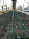 Landscaping support fixator rod stable bracket windproof engineering fir pine poplar stick tree support frame