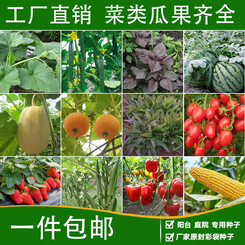 蔬菜种子四季阳台菜种子菠菜芥兰冰菜香菜萝卜芦笋乌塌菜葱籽大全-图0