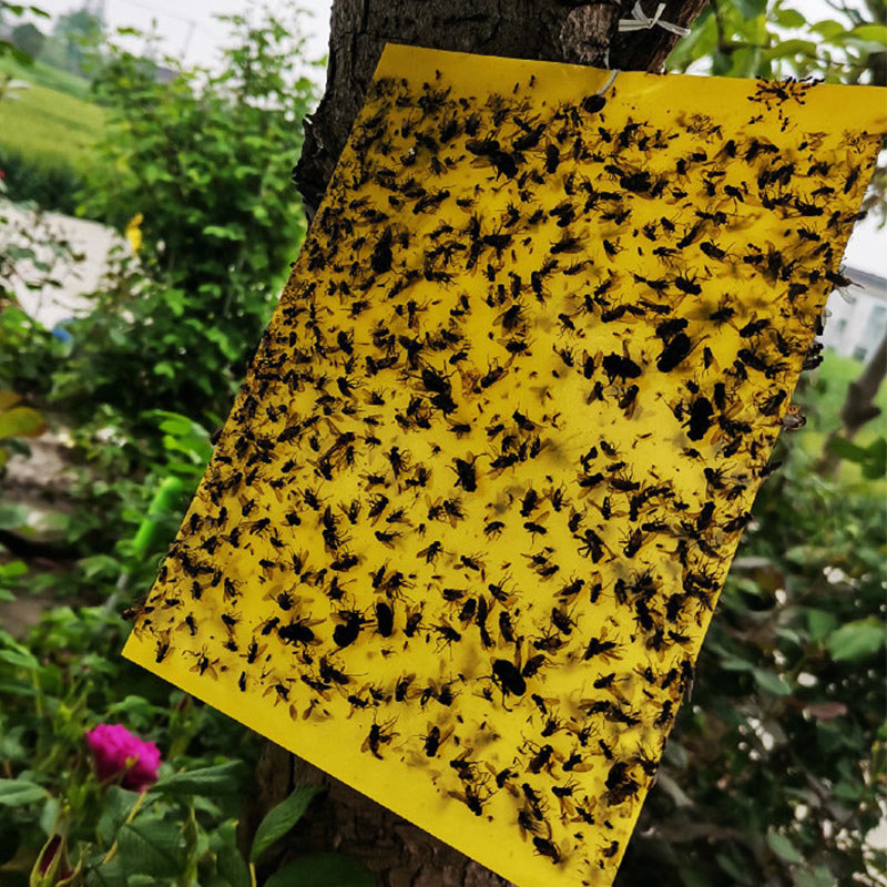 粘虫板诱虫板黄板双面果园专用室外小黑飞灭小飞虫果蝇防虫贴大棚 - 图2