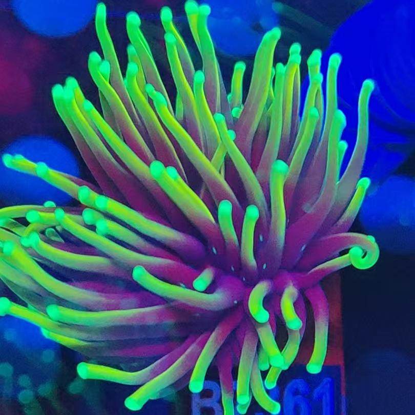 金火柴头珊瑚活物印尼沙巴澳洲金绿火柴头火炬圣杯LPS珊瑚海水鱼 - 图1
