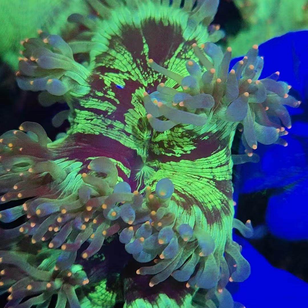 尼罗河珊瑚荧光绿长须尼罗河奶嘴火柴头珊瑚活体软体LPS海水鱼缸,淘宝优惠券,粉丝福利购,淘宝优惠卷