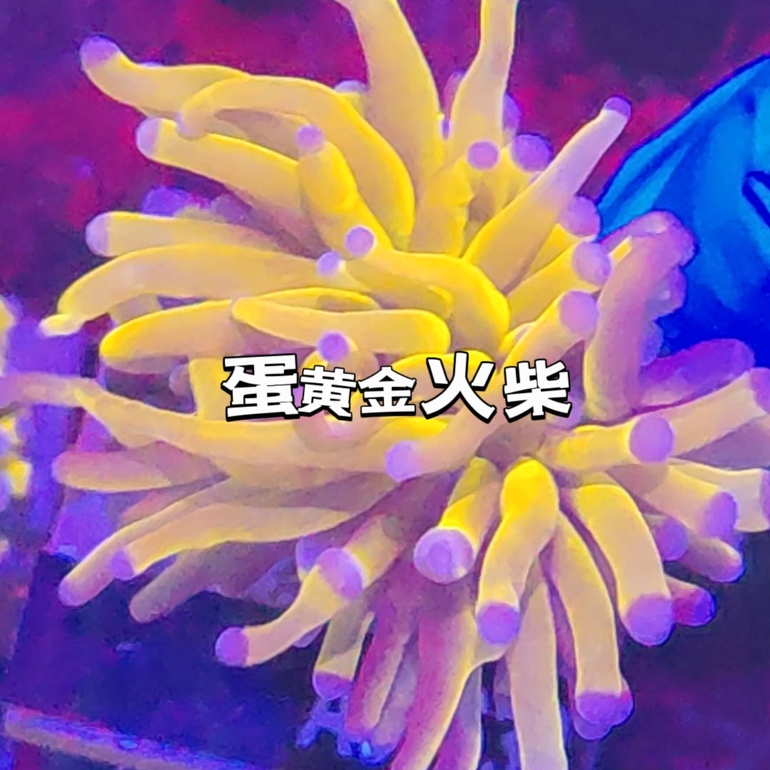 金火柴头珊瑚活物印尼沙巴澳洲金绿火柴头火炬圣杯LPS珊瑚海水鱼 - 图2
