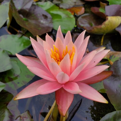 耐寒睡莲科罗拉多 新手入门品种 中大型睡莲带花发货池塘 - 图0