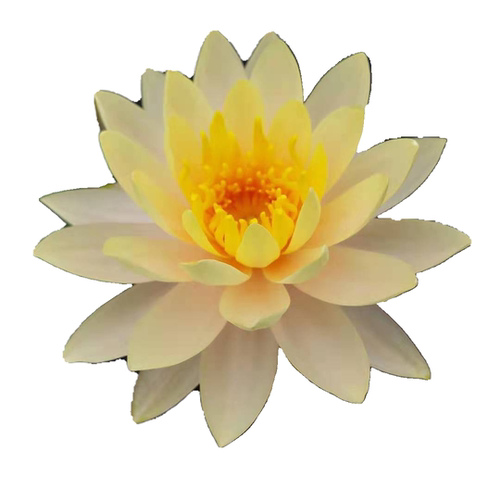 耐寒睡莲艾肯斯  大型品种   水生花卉 - 图3