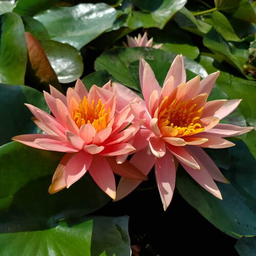 耐寒睡莲科罗拉多 新手入门品种 中大型睡莲带花发货池塘 - 图1