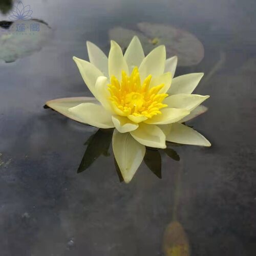 睡莲小海 睡莲海尔芙拉 小型微型品种水生花卉 包邮 - 图0
