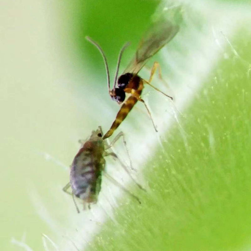 蚜茧蜂蚜虫寄生性天敌昆虫科学研究昆虫小课堂大用处科研昆虫-图2