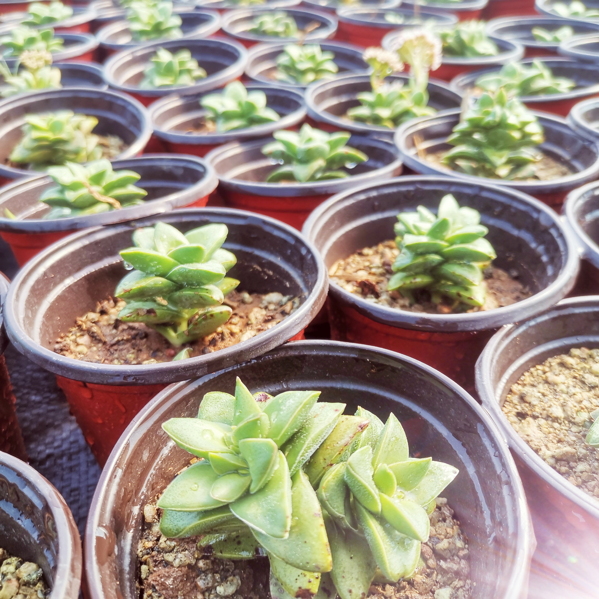 神童又叫新娘手捧花卉绿植稀有多肉植物盆景室内小盆栽多肉肉 - 图2