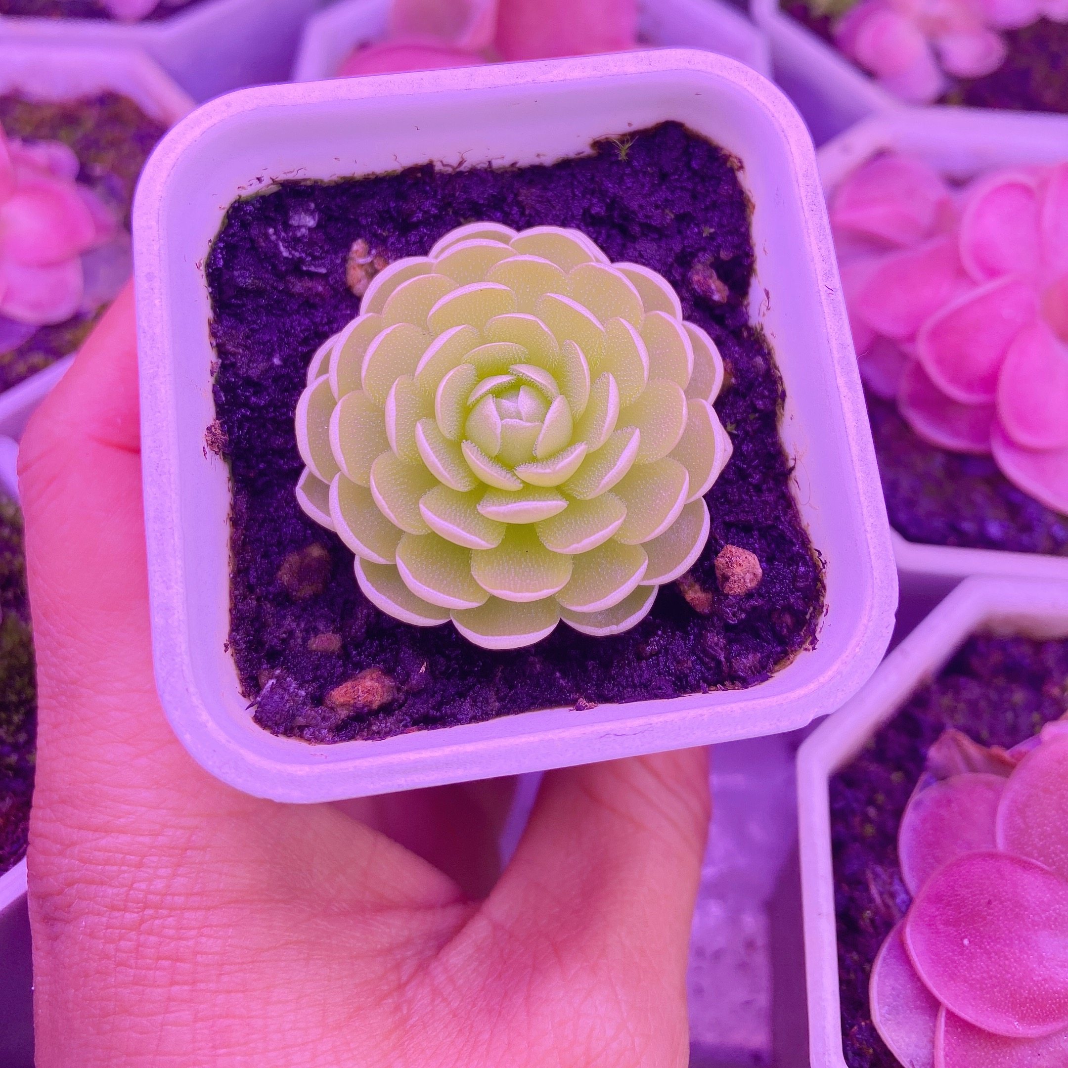 爱丝捕虫堇 食虫植物-食虫草猪笼草瓶子捕蝇草绿植驱蚊吃虫子盆栽,淘宝优惠券,粉丝福利购,淘宝优惠卷