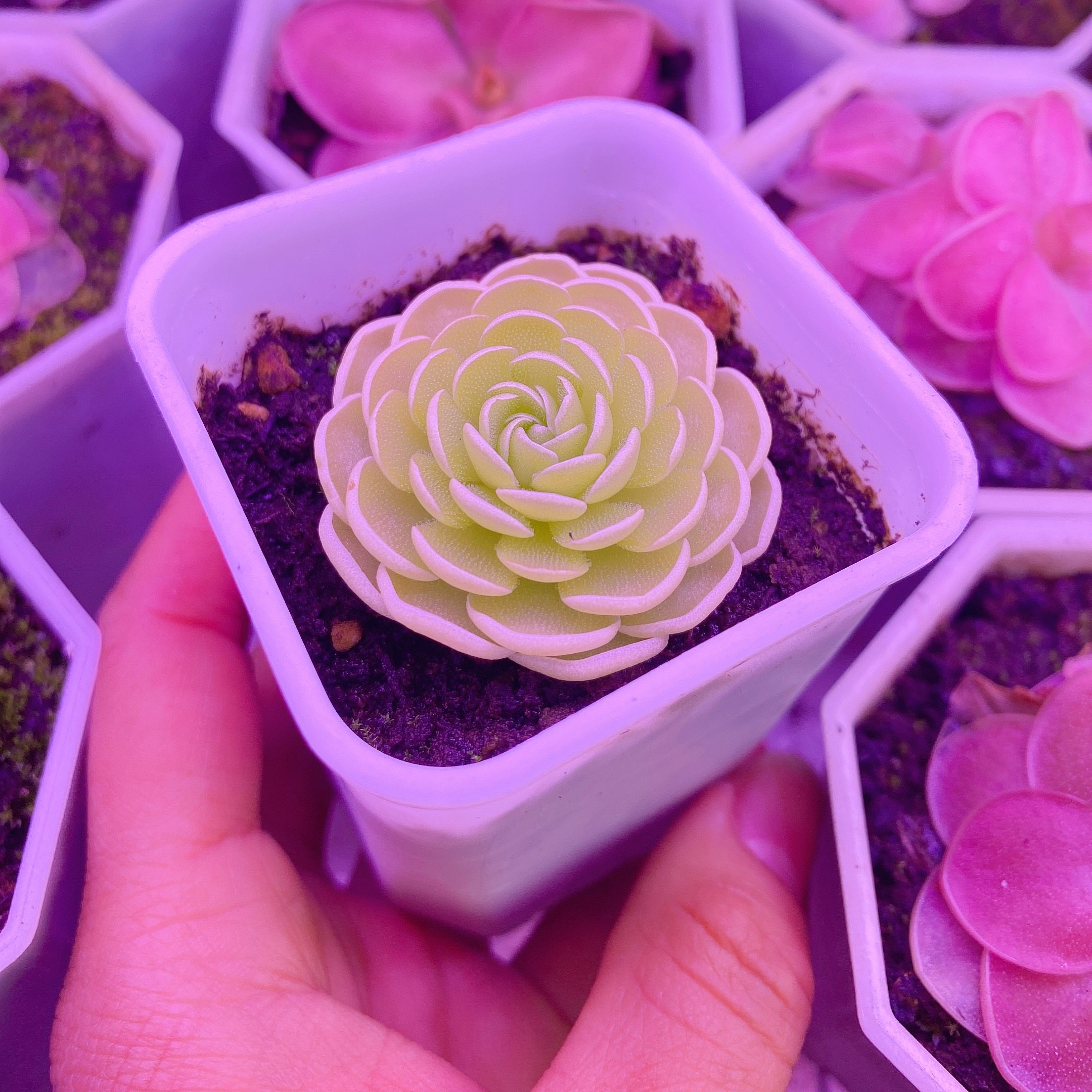 爱丝捕虫堇 食虫植物-食虫草猪笼草瓶子捕蝇草绿植驱蚊吃虫子盆栽,淘宝优惠券,粉丝福利购,淘宝优惠卷