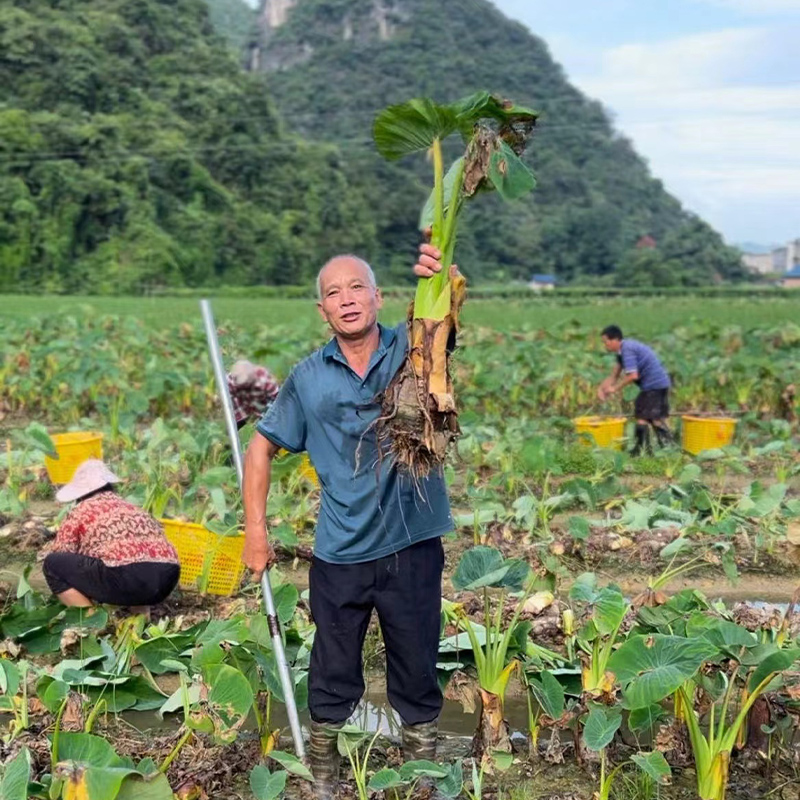 广西正宗桂林荔浦香芋种植苗大芋头槟榔芋粉糯香种子籽 - 图3