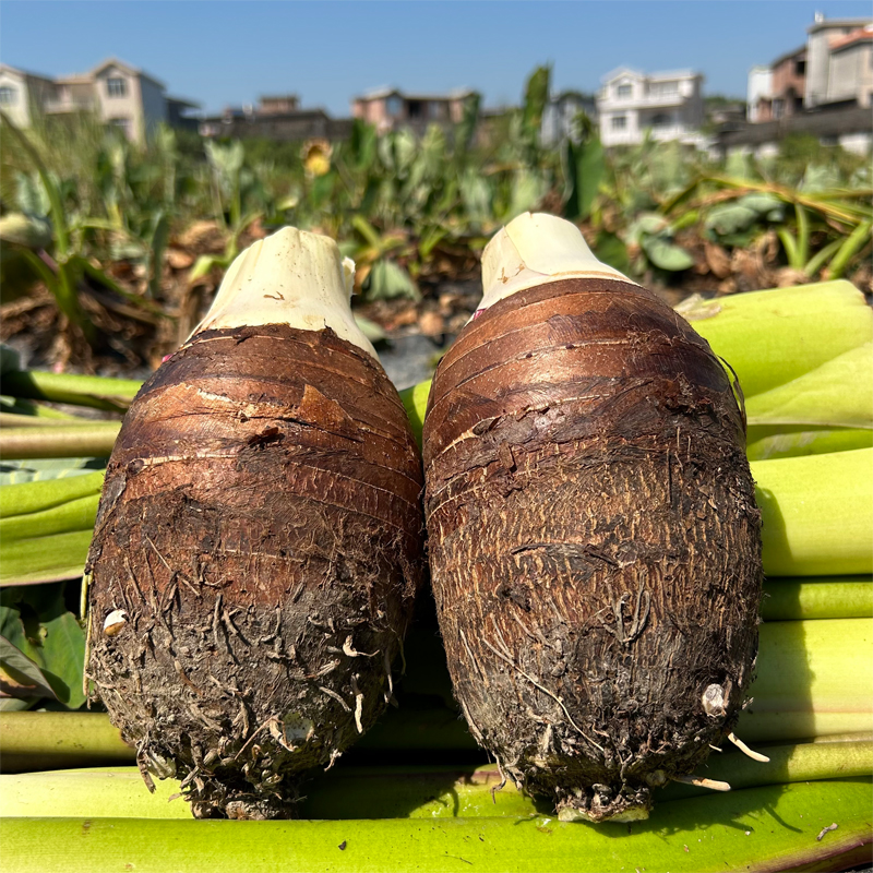 正宗广西桂林荔浦市芋头新鲜大芋头香芋槟榔芋粉糯香一级旗舰店 - 图3