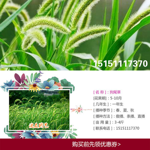 狗尾草种子狗尾巴草种籽药材饲料牧草观赏护坡花园庭院易活花草种 - 图0