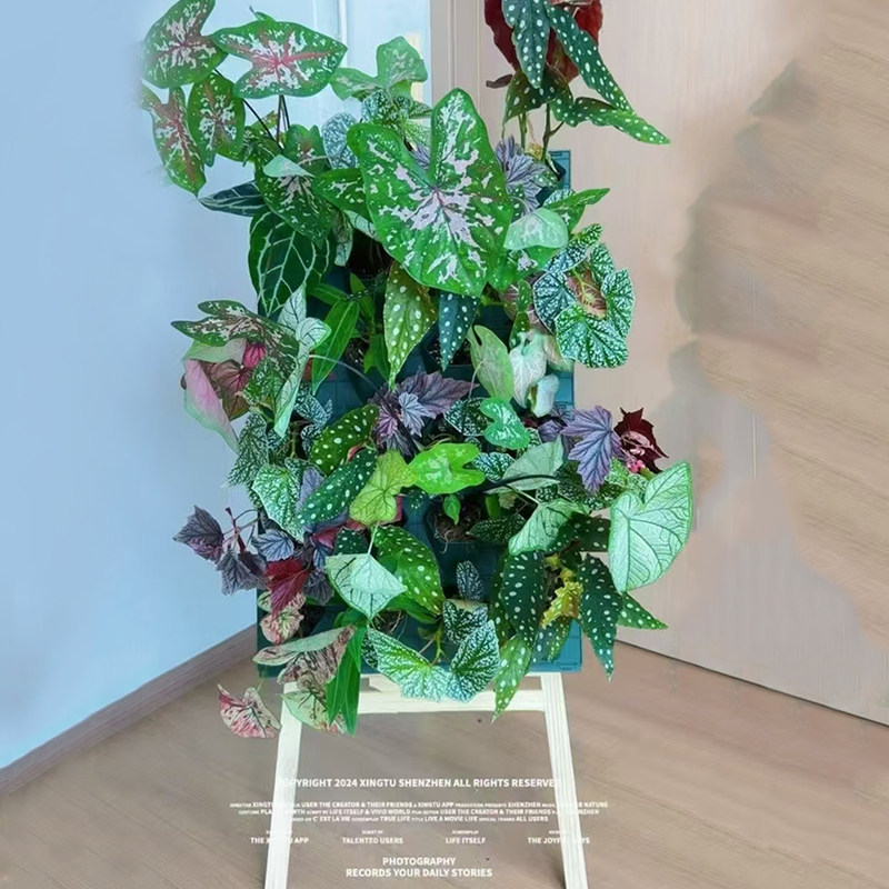 四孔种菜种花种植盒花盆户外工程室内绿化壁挂植物墙鸭脚4-5-6个,淘宝优惠券,粉丝福利购,淘宝优惠卷